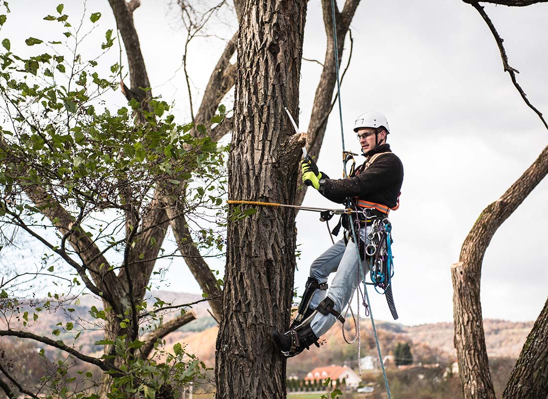 Arborist and Tree Services Insurance - Arborist with a Saw and Harness Pruning a Tree While Being Suspending High off the Ground on a Sunny Day